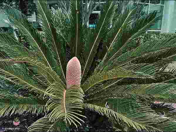 Sago Palm