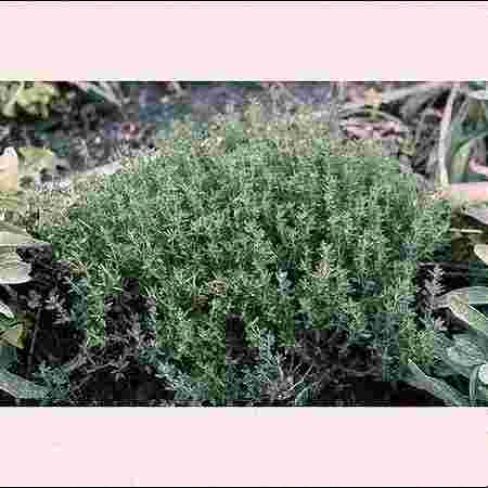 Barak Agro Farm and Nursery Barak Agro Farm and Nursery