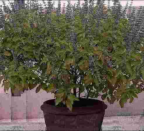 Tulsi (Holy Basil)