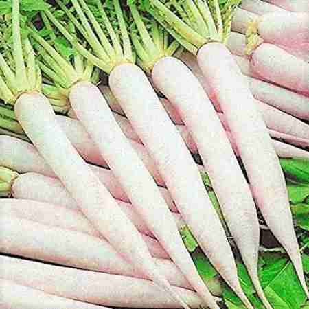 White Radish / Mooli