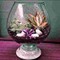 Glass Terrariums in Delhi