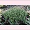 Thyme in Silchar