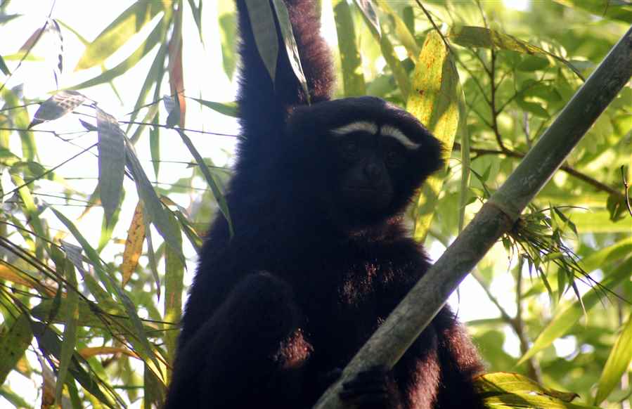 भारत में वन्यजीवन