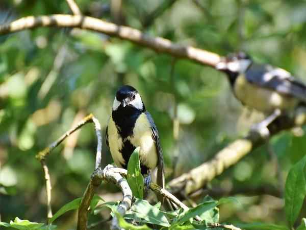 भारत में वन्यजीवन