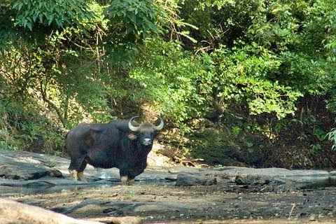 भारत में वन्यजीवन