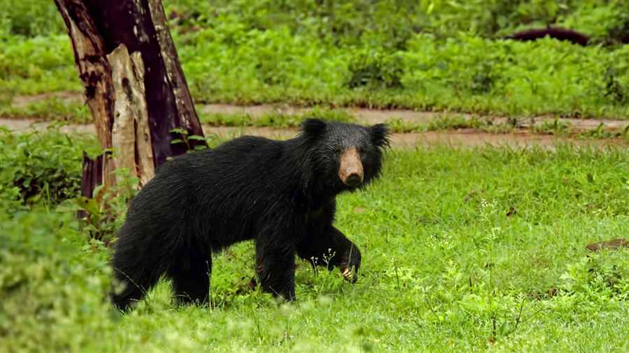 भारत में वन्यजीवन