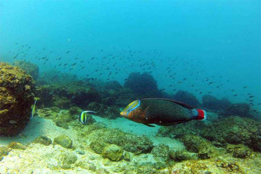 भारत में रोमांचक जल क्रीड़ा के सर्वोत्तम स्थान