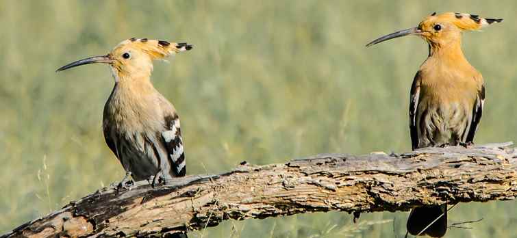 भारत में पक्षी-विहार के स्थान