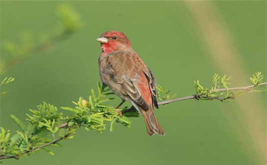 भारत में पक्षी-विहार के स्थान