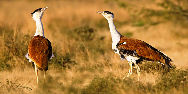 भारत में पक्षी-विहार के स्थान
