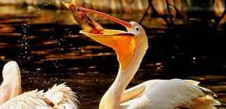 भारत में पक्षी-विहार के स्थान