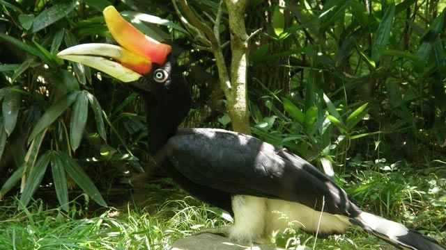 भारत में पक्षी-विहार के स्थान