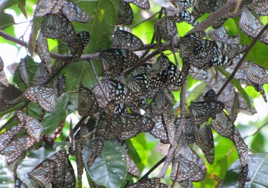 भारत में पक्षी-विहार के स्थान