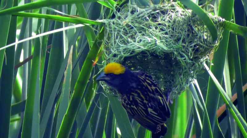 भारत में पक्षी-विहार के स्थान