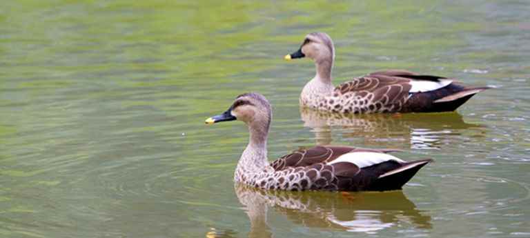 भारत में पक्षी-विहार के स्थान