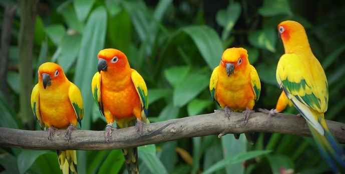 भारत में पक्षी-विहार के स्थान