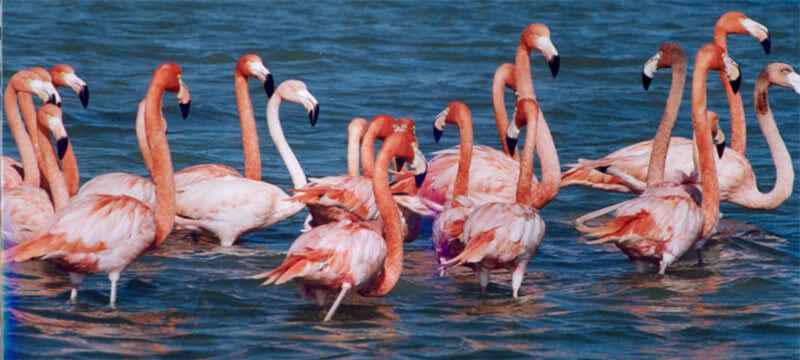 भारत में पक्षी-विहार के स्थान