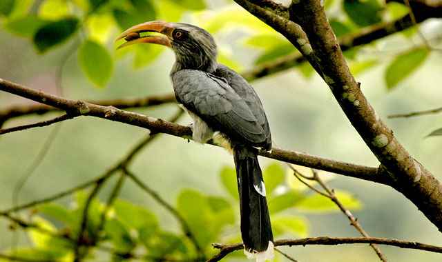 भारत में पक्षी-विहार के स्थान