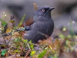 भारत में पक्षी-विहार के स्थान