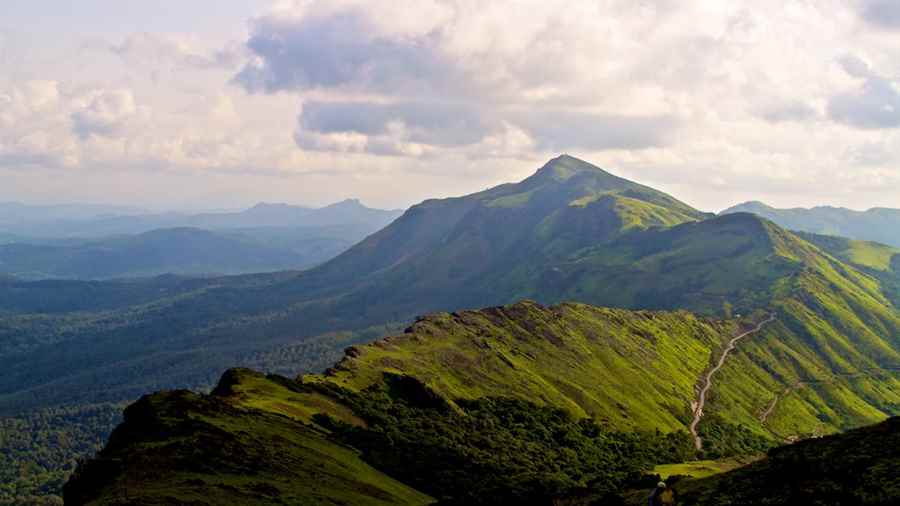 भारत में कॉफी बागान