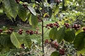 भारत में कॉफी बागान