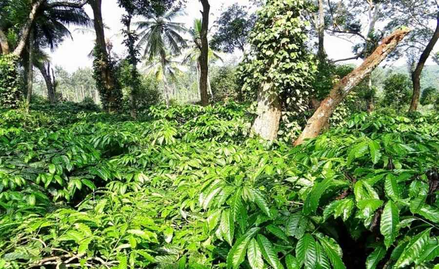 भारत में कॉफी बागान 