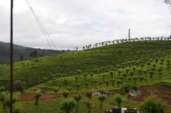 भारत में कॉफी बागान 