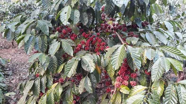 भारत में कॉफी बागान 