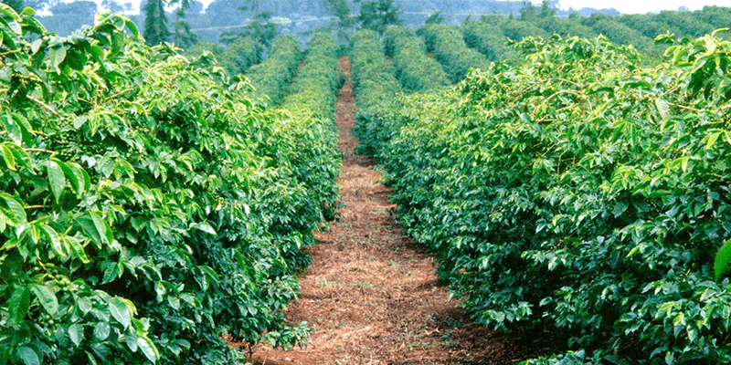भारत में कॉफी बागान