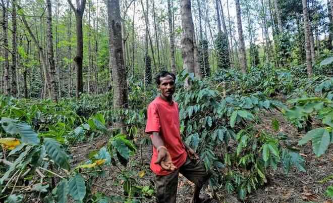 भारत में कॉफी बागान