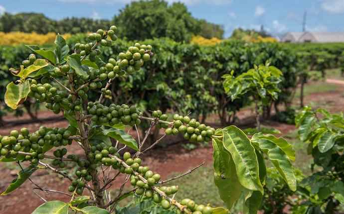 भारत में कॉफी बागान