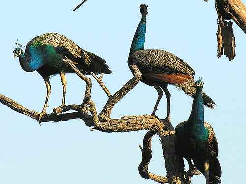 रणथंभौर राष्ट्रीय उद्यान, राजस्थान रणथंभौर राष्ट्रीय उद्यान, राजस्थान