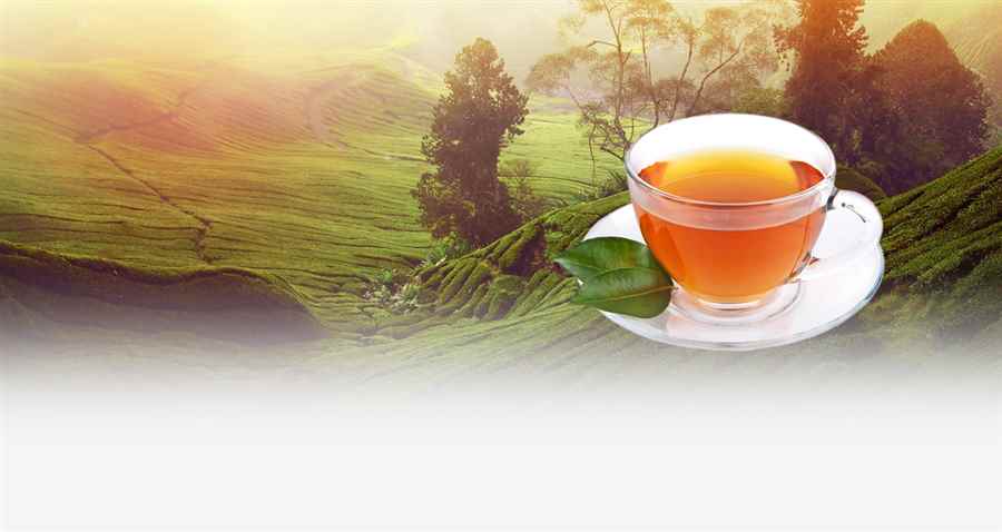 भारत में सर्वश्रेष्ठ चाय कैफे 