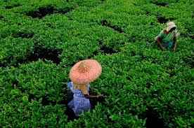 भारत में चाय पर्यटन