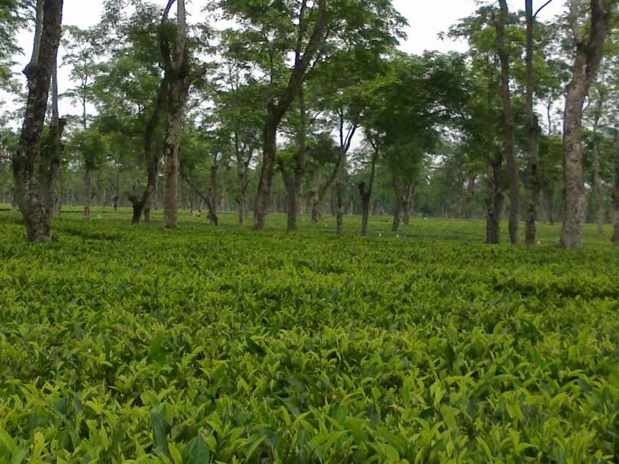 भारत में चाय पर्यटन