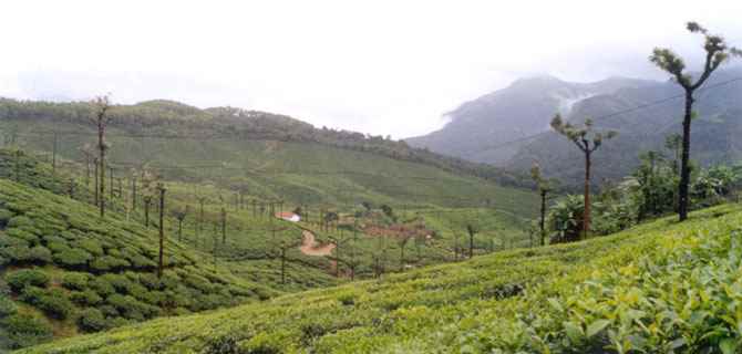 भारत में चाय पर्यटन