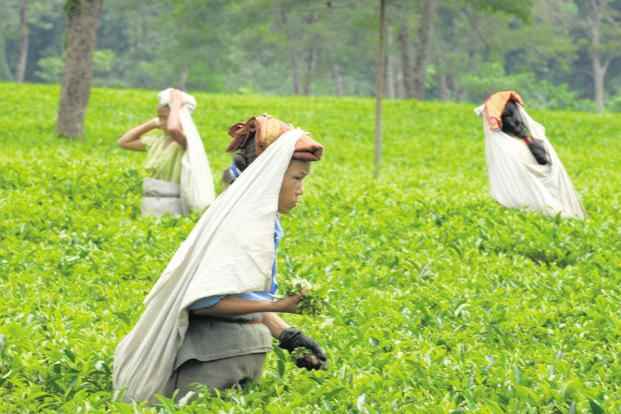 भारत में चाय पर्यटन