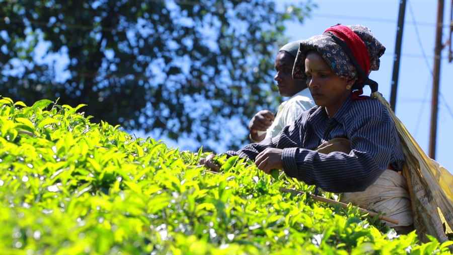 भारत में चाय पर्यटन