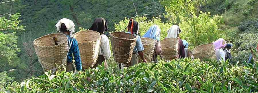 भारत में चाय पर्यटन