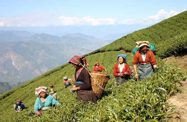 भारत में चाय पर्यटन