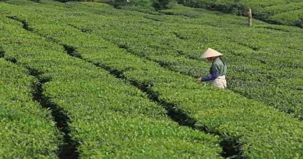 भारत में चाय पर्यटन