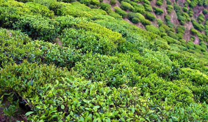 भारत में चाय पर्यटन