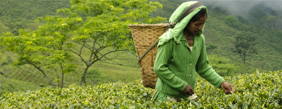 भारत में चाय पर्यटन