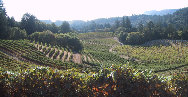 भारत में वाइन यात्रा