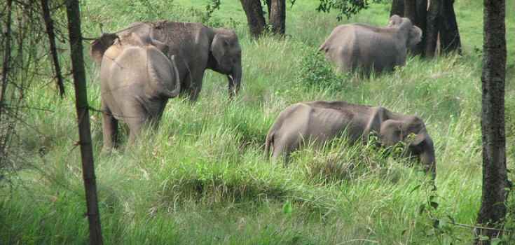 नीलगिरी बायोस्फीयर रिजर्व 