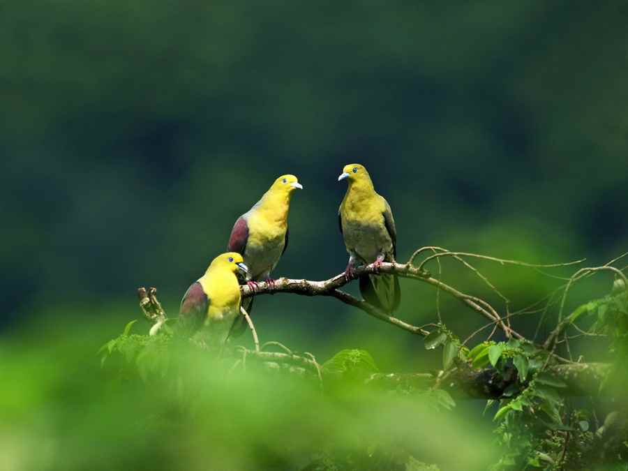 भारत में वन्यजीवन