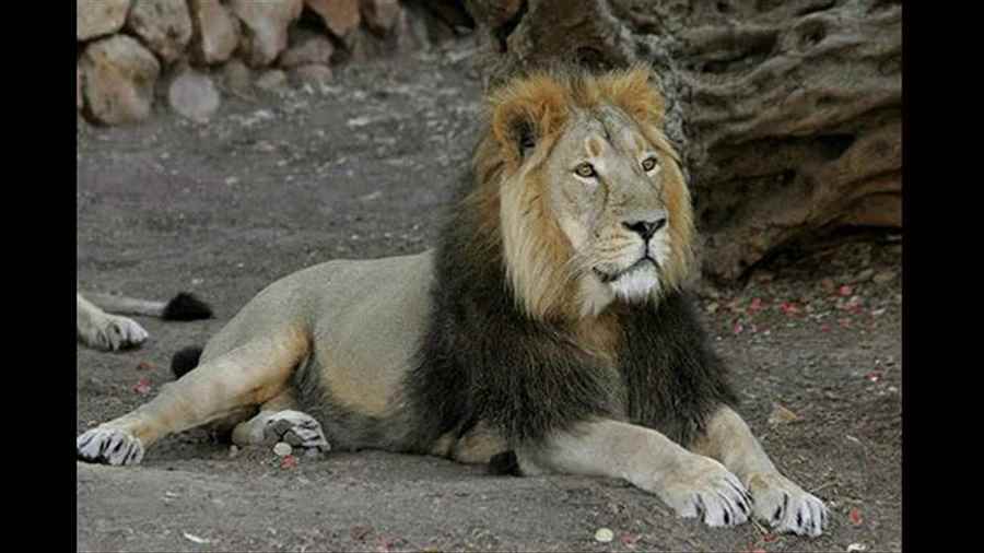 भारत में वन्यजीवन