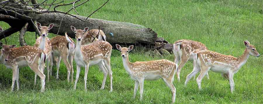 भारत में वन्यजीवन