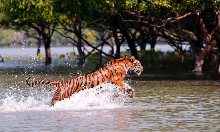 भारत में वन्यजीवन