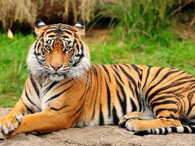 भारत में वन्यजीवन